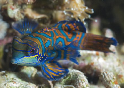 Mandarin fish. Lembeh straits. D200, 60mm. by Derek Haslam 